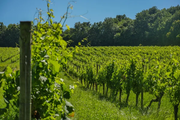 Soluppgång över druva vingårdar i Bordeaux område — Stockfoto