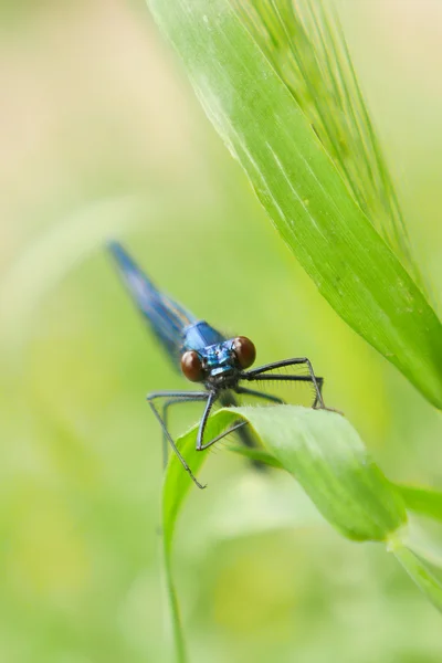 Стрекоза синяя в траве — стоковое фото