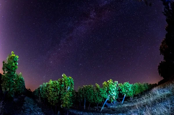 Campo de uva en la noche, Bordeaux Wineyard — Foto de Stock
