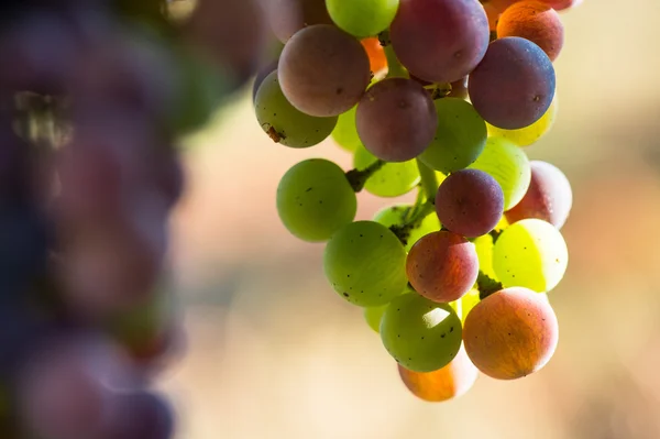 葡萄在 veraison 过程中变色 — 图库照片