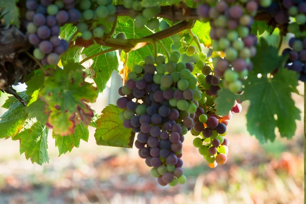 Las uvas cambian de color durante el envero — Foto de Stock