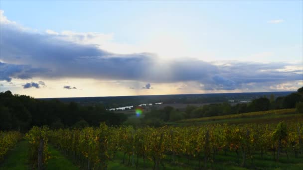 Bordeaux Vineyard Sunrise, Gironde, Ακουιτανία, Timelapse — Αρχείο Βίντεο