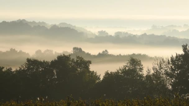 Bordeaux Winnica Wschód i mgła, Gironde, Akwitania, Timelapse — Wideo stockowe