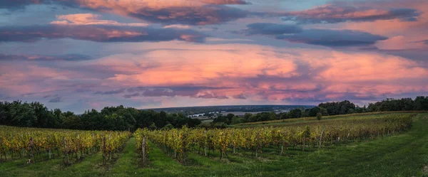 Bordeaux Vineyard all'alba in autunno, Langoiran, Gironde — Foto Stock