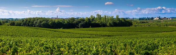 Medoc Vineyard, Medoc wine region, Nouvelle-Aquitaine, France — стокове фото