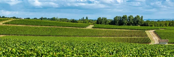 Medoc Vineyard, Medoc wine region, Nouvelle-Aquitaine, France — Stock Photo, Image