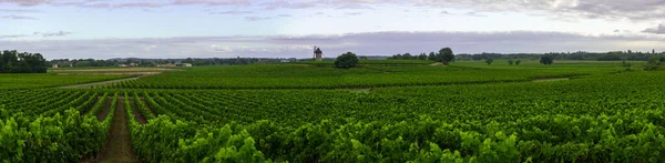 Medoc Vineyard, region winiarski Medoc, Nouvelle-Aquitaine, Francja — Zdjęcie stockowe