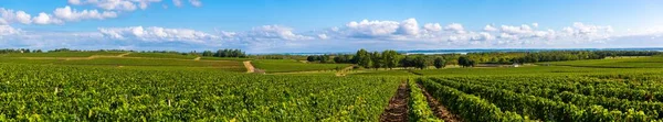 Medoc Vineyard, Medoc wine region, Nouvelle-Aquitaine, France — Stock Photo, Image