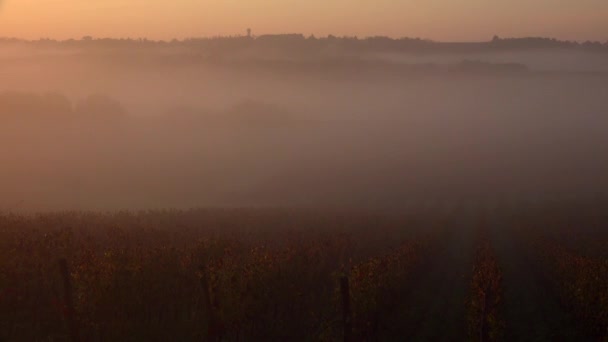 秋天日出时的波尔多葡萄园，兰戈兰，吉隆德，定时器 — 图库视频影像