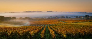 Bordeaux Vineyard sonbaharda gün doğumunda, Entre deux mers, Langoiran, Gironde