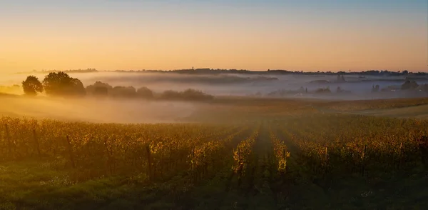 Bordeaux Vineyard ao nascer do sol no Outono, Entre deux mers, Langoiran, Gironde — Fotografia de Stock