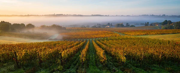 Bordeaux Vineyard o wschodzie słońca jesienią, Entre deux mers, Langoiran, Gironde — Zdjęcie stockowe