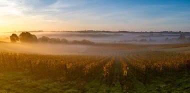 Bordeaux Vineyard sonbaharda gün doğumunda, Entre deux mers, Langoiran, Gironde