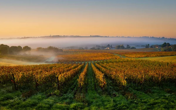 Bordeaux Vineyard ao nascer do sol no Outono, Entre deux mers, Langoiran, Gironde — Fotografia de Stock