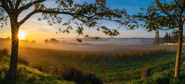 Weinberg Bordeaux bei Sonnenaufgang im Herbst, Entre deux mers, Langoiran, Gironde — Stockfoto