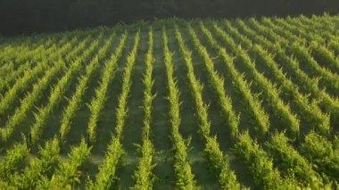 Bordeaux Vineyard sonbaharda gün doğumunda, Entre deux mers, Langoiran, Gironde