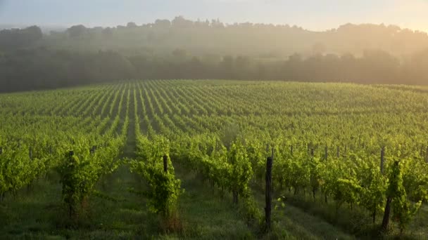 Bordeaux Vineyard o wschodzie słońca jesienią, Entre deux mers, Langoiran, Gironde — Wideo stockowe
