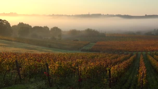 Timelapse, Bordeaux Wijngaard bij zonsopgang in de herfst, Entre deux mers, Langoiran, Gironde — Stockvideo