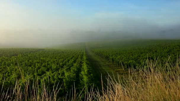 Bordeaux szőlő ősszel napkeltekor, Entre deux mers, Langoiran, Gironde — Stock videók