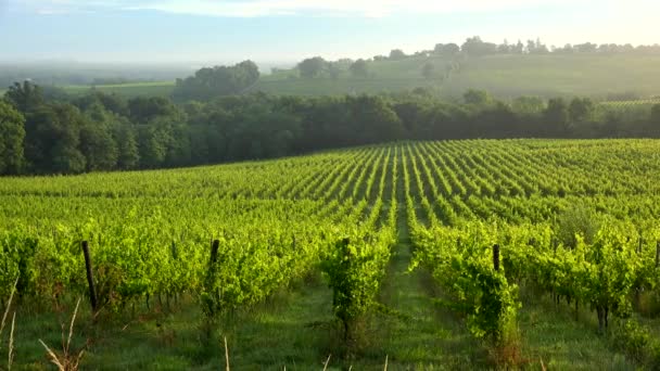 Bordeaux Vineyard saat matahari terbit di musim gugur, musim panas Entre deux, Langoiran, Gironde — Stok Video