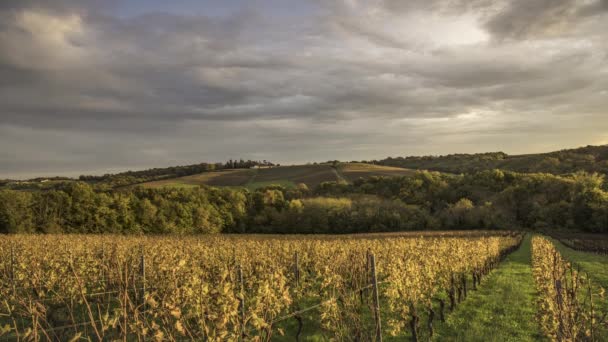 Bordeaux Vineyard ao nascer do sol no Outono, Entre deux mers, Langoiran, Gironde — Vídeo de Stock