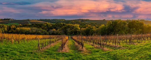 Vineyard Sunrise in Bordeaux Vineyard, Γαλλία — Φωτογραφία Αρχείου