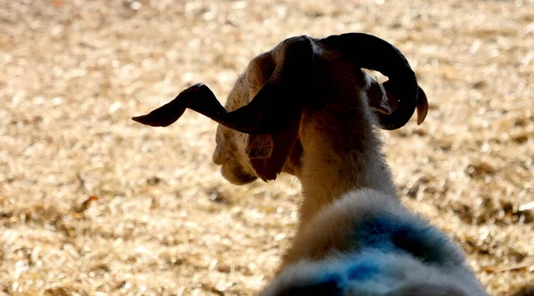 Moutons, agneau dans une ferme dans la grange, Gironde — Photo