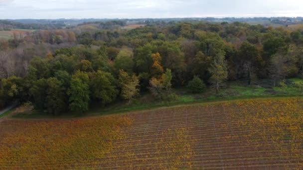 Vista aérea viñedo de Burdeos en otoño, viñedo de paisaje — Vídeo de stock