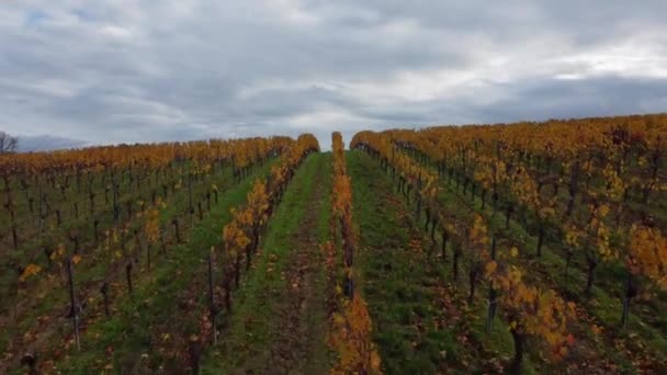 Vista aérea viñedo de Burdeos en otoño, viñedo de paisaje — Vídeo de stock