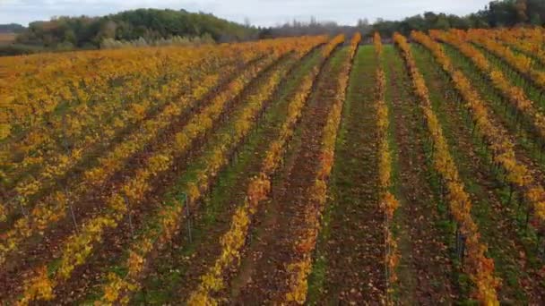 Widok z lotu ptaka bordeaux winnica jesienią, krajobraz winnica — Wideo stockowe