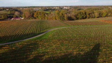 Sonbaharda Bordeaux üzüm bağları, manzara üzüm bağları 