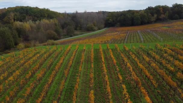 Vista aérea viñedo de Burdeos en otoño, viñedo de paisaje — Vídeo de stock