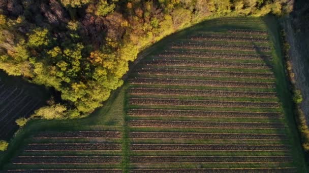 Вид с воздуха Бордо виноградник осенью, ландшафтный виноградник — стоковое видео