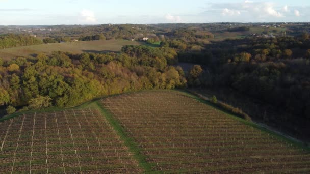 Widok z lotu ptaka bordeaux winnica jesienią, krajobraz winnica — Wideo stockowe