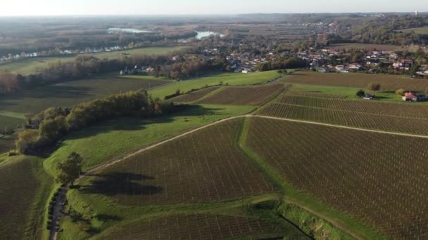 Winnica bordeaux z widokiem z lotu ptaka, winnica krajobrazowa na południowy zachód od Francji, Europa — Wideo stockowe