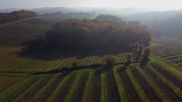 Viña de Burdeos en otoño bajo las heladas y la niebla, Time Lapse — Vídeos de Stock