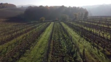 Bordeaux üzüm bağları sonbaharda, donma ve sislerin altında, Zaman Hızı