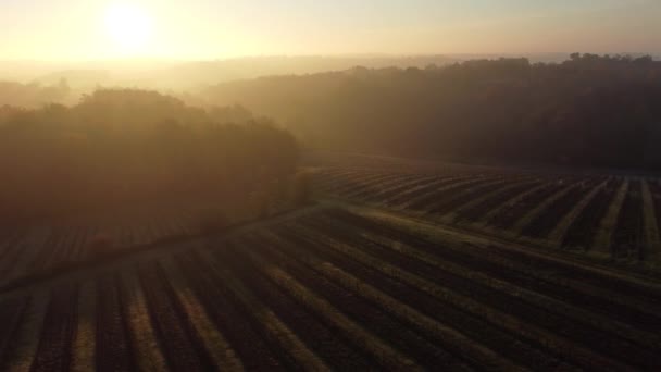 Бордо виноградник осенью под морозом и туманом, Time Lapse — стоковое видео