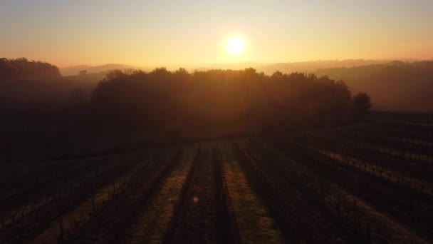 Bordeaux winnica jesienią pod mrozem i mgłą, Time Lapse — Wideo stockowe