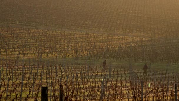 Bordeaux vineyard in autumn under the frost and fog, Time Lapse — Stock Video