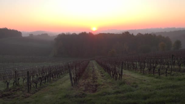 Bordeaux winnica jesienią pod mrozem i mgłą, Time Lapse — Wideo stockowe