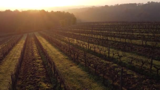 Bordeaux-Weinberg im Herbst unter Frost und Nebel, Zeitraffer — Stockvideo