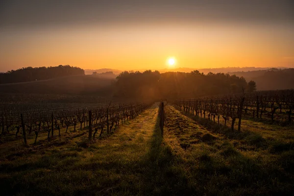 Jesienią winnica Bordeaux pod mrozem i mgłą — Zdjęcie stockowe