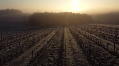 Bordeaux üzümleri kışın don ve sisli havadan görülür. 