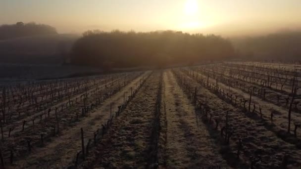 Vista aérea del viñedo de Burdeos sobre las heladas y el smog en invierno, viñedo paisaje — Vídeos de Stock