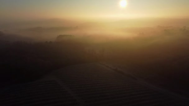 Виноградник с видом на воздушное пространство над морозом и смог зимой, ландшафтный виноградник — стоковое видео
