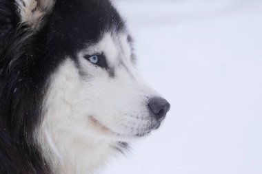 Kış ormanında köpeklerle kızak kaymak