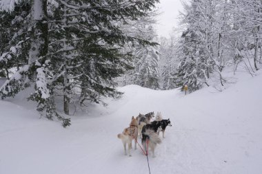 Kış ormanında köpeklerle kızak kaymak
