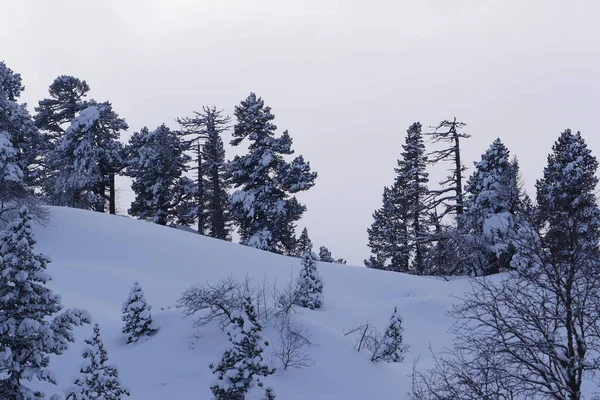 ピレネー山脈の美しい雪の冬の風景松やモミの木 — ストック写真