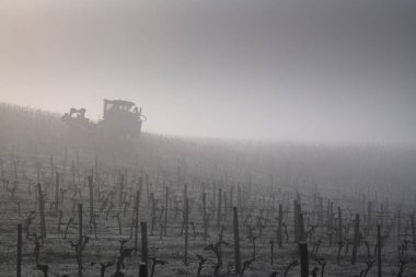 Üzüm toplama makineleri sisli, Bordeaux, Gironde, Saint-Emilion